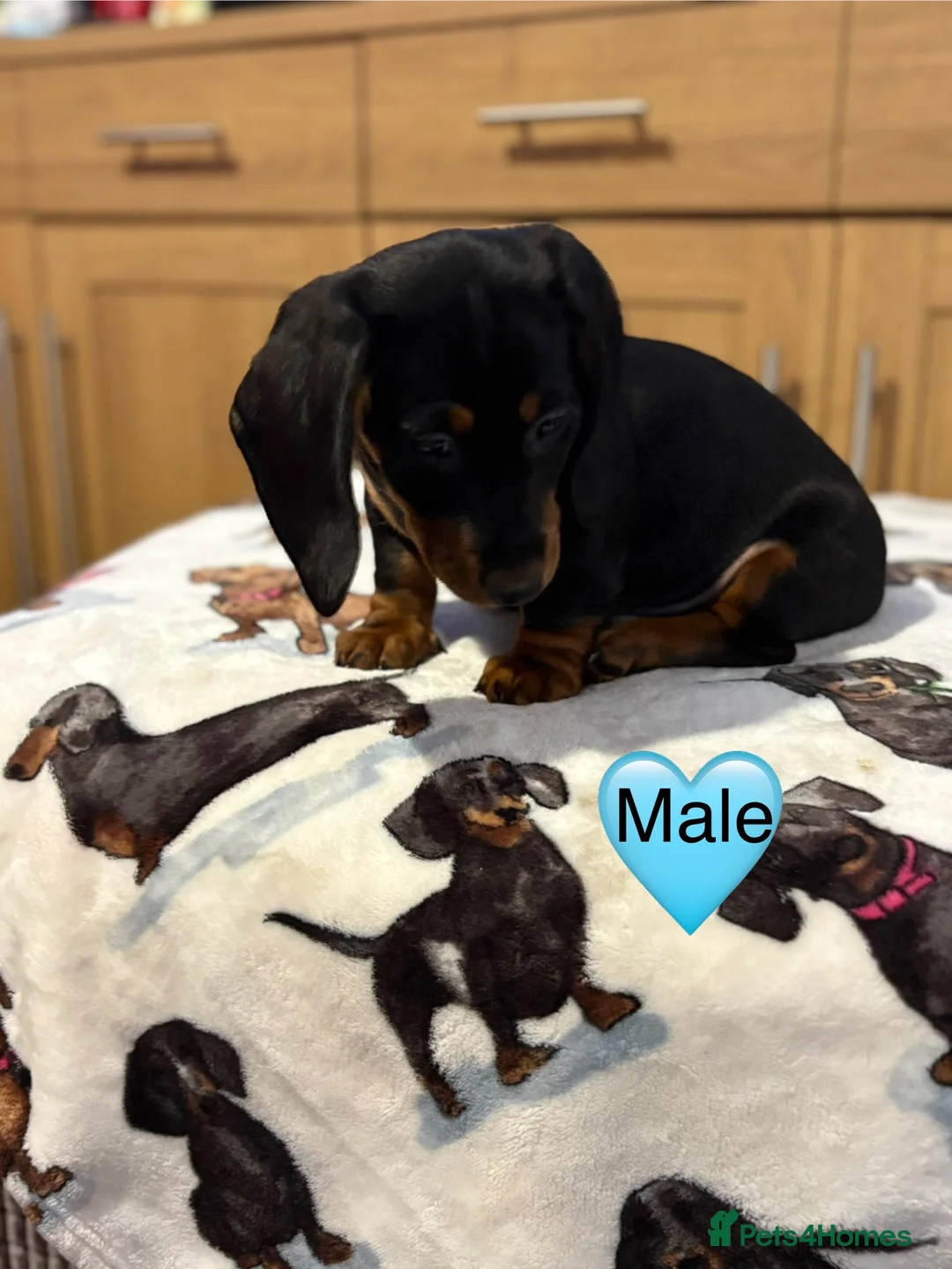 Miniature Dachshund dogs for sale: Stunning Black and Tan smooth fur dachshund pups - Advert 17