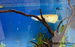 Cichlids fish for sale: Albino Arowana - Image 5