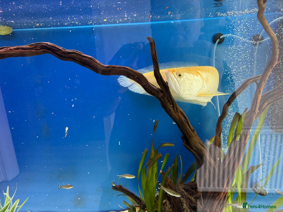 Cichlids fish for sale: Albino Arowana - Image 5