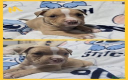 American Bully dogs for sale: Super chunky pocket bullies Ready to leave! - Image 2