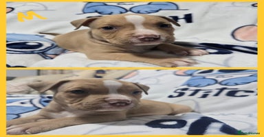 American Bully dogs - Advert 6