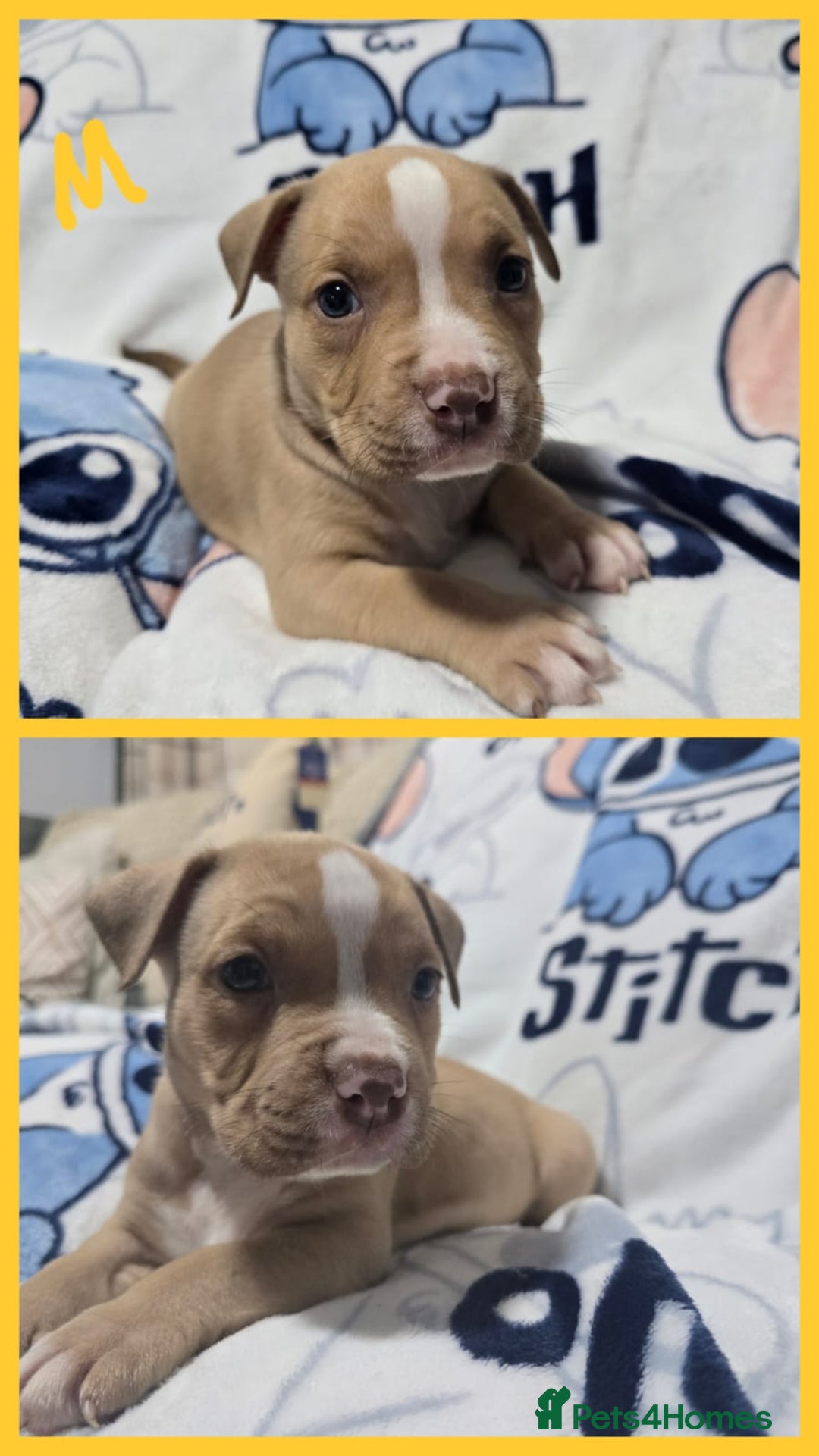 American Bully dogs for sale: Super chunky pocket bullies Ready to leave! - Image 2