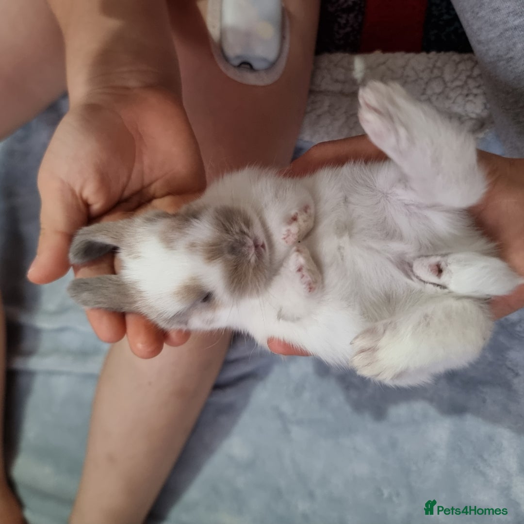 Mixed Breed rabbits for sale: 3 mini lop baby rabbits for sale  - Image 4