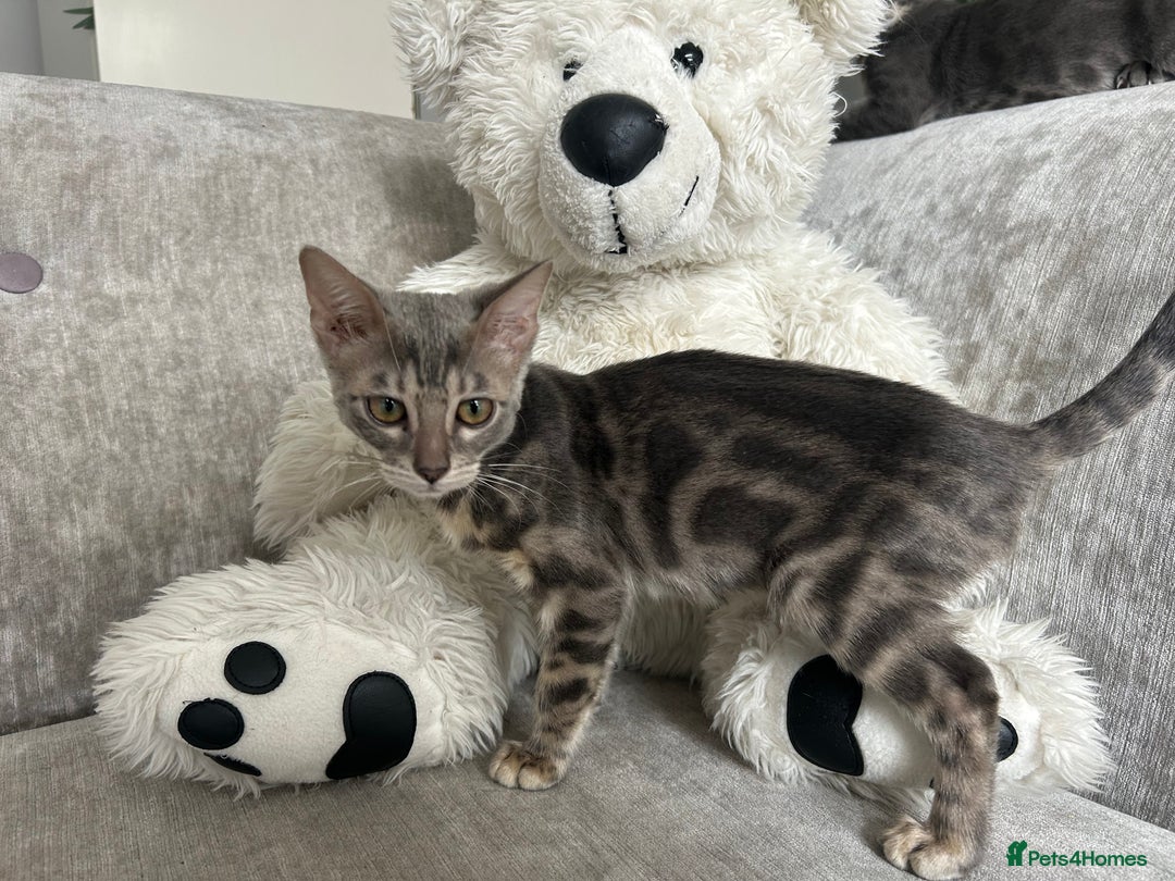 Bengal cats for sale: Adorable Female Blue Bengal Kitten TICA REG - Image 5