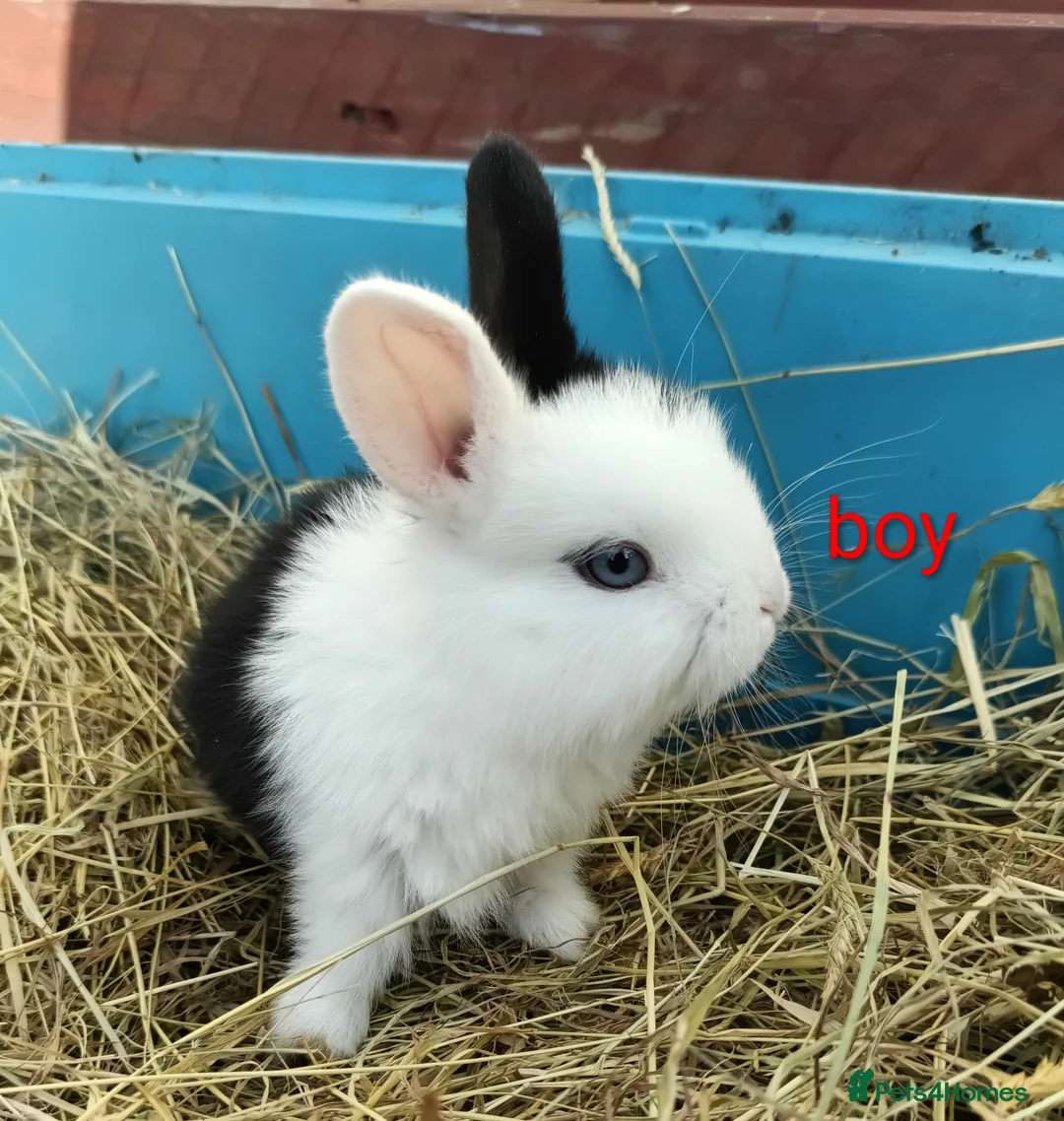 Mixed Breed rabbits for sale: Mini lop x dutch - Advert 1
