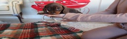 Dachshund dogs for sale: Dachshund puppy’s  - Advert 18
