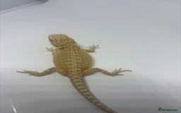 Bearded Dragon reptiles for sale: Baby beardies - Image 6