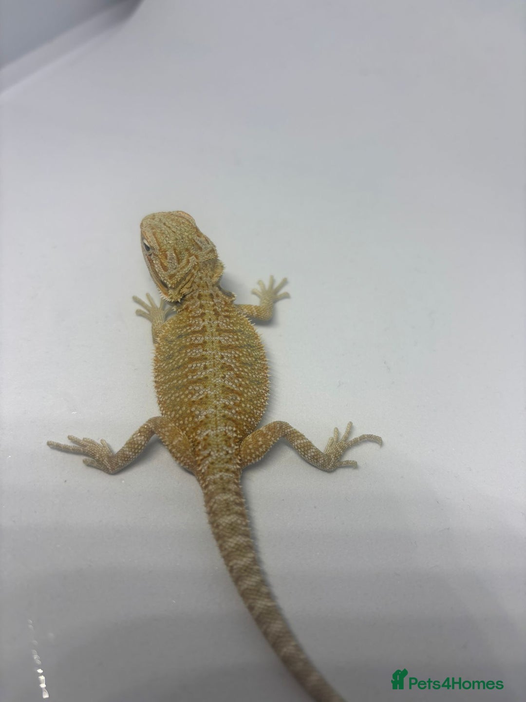 Bearded Dragon reptiles for sale: Baby beardies - Image 6