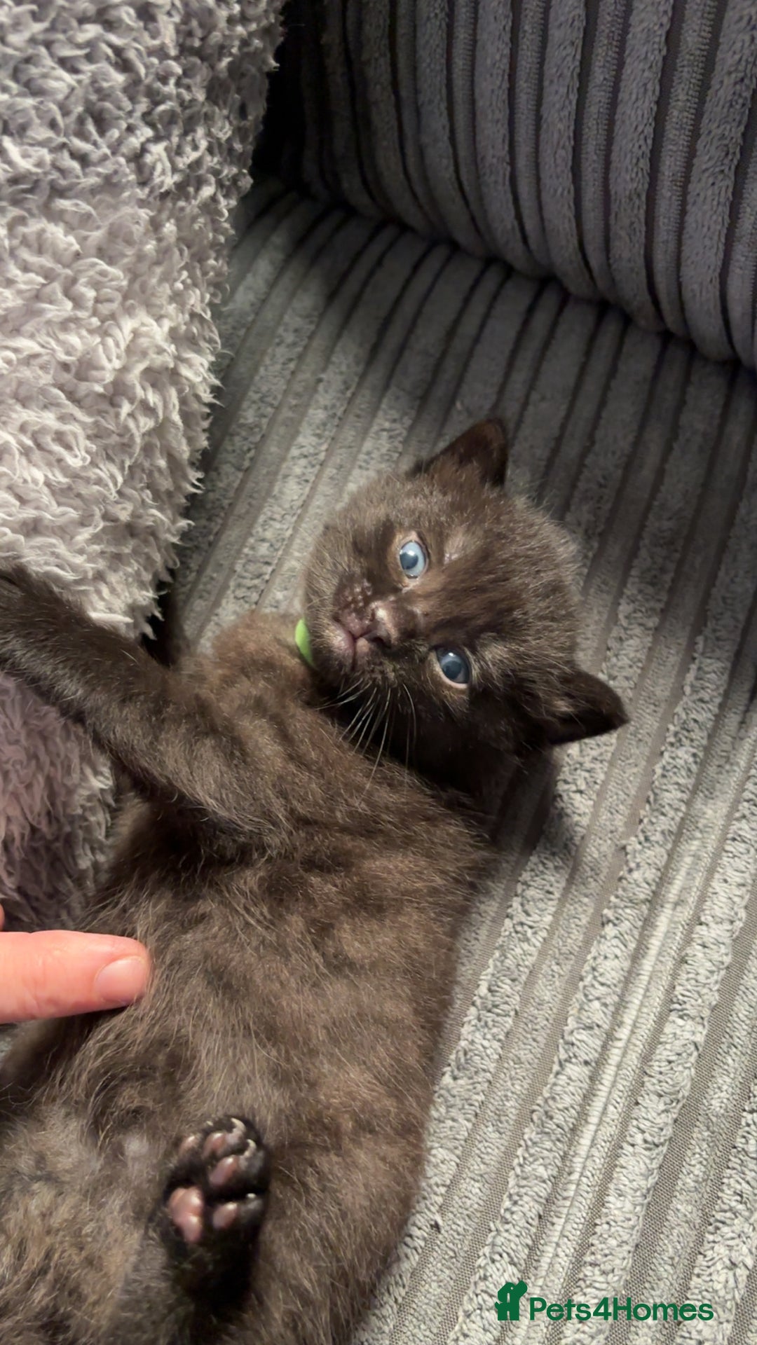 Mixed Breed cats for sale: Beautiful black kittens for sale  - Image 10