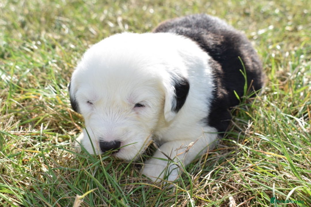 Old English Sheepdog dogs for sale: Stunning Old English Sheepdog Puppies KC Reg - Image 23