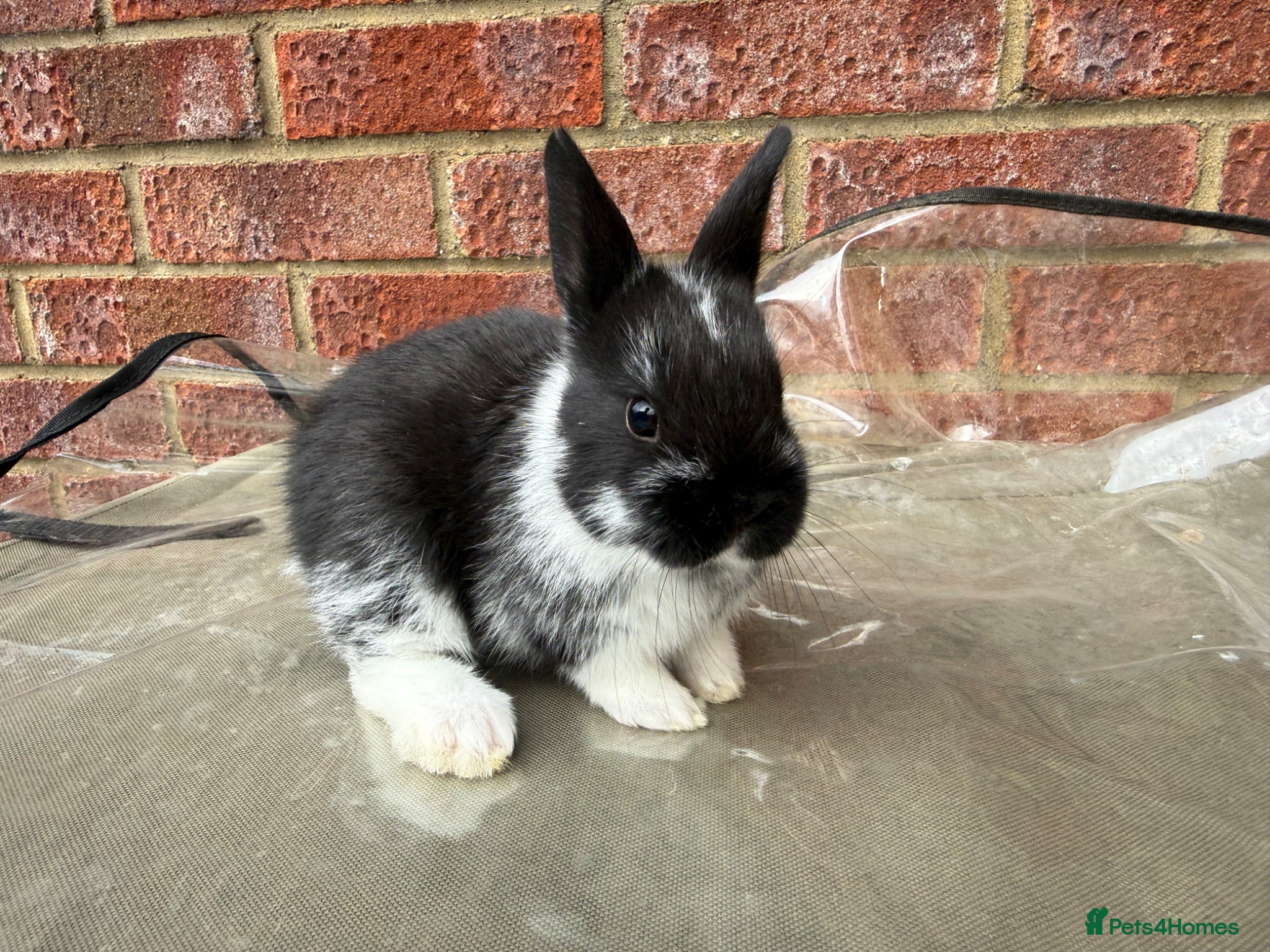 Mixed Breed rabbits Baby rabbits for sale  - Advert 1