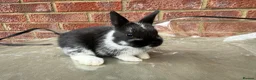 Mixed Breed rabbits for sale: Baby rabbits for sale  - Advert 1