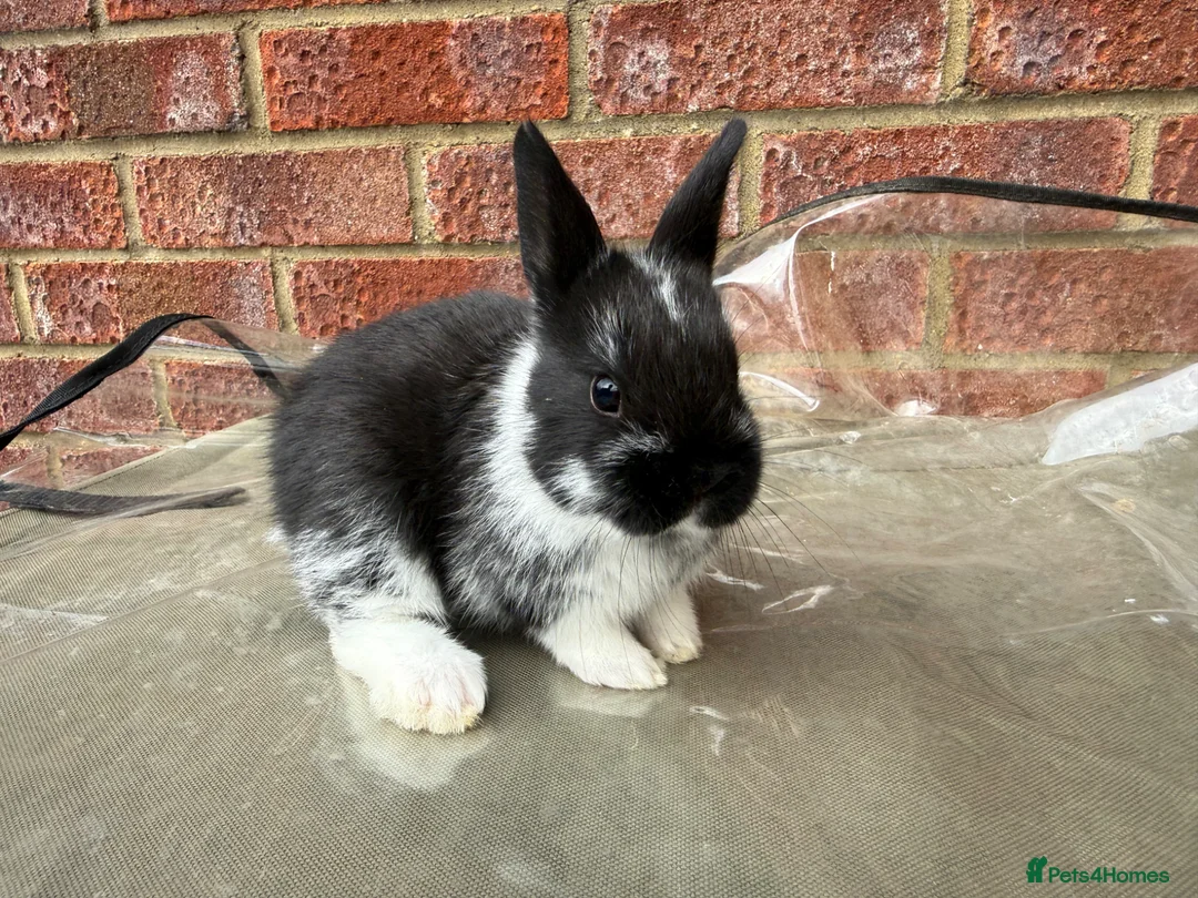 Mixed Breed rabbits for sale: Baby rabbits for sale  - Advert 1