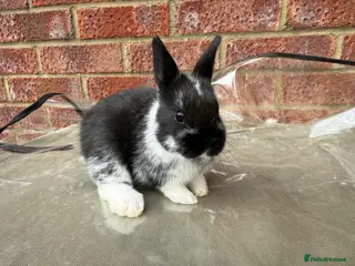 Mixed Breed rabbits Baby rabbits for sale - Advert 1
