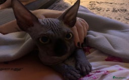 Sphynx cats for sale: Adult male sphynx - Image 10