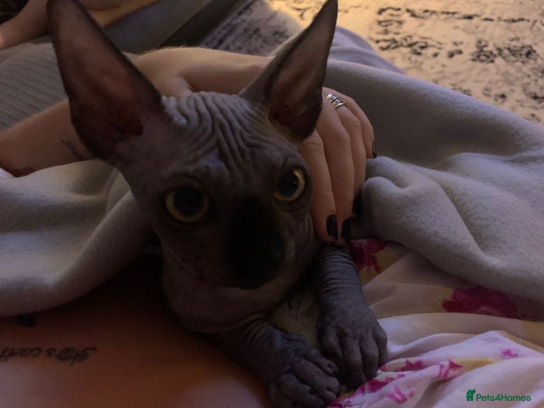 Sphynx cats for sale: Adult male sphynx - Image 10