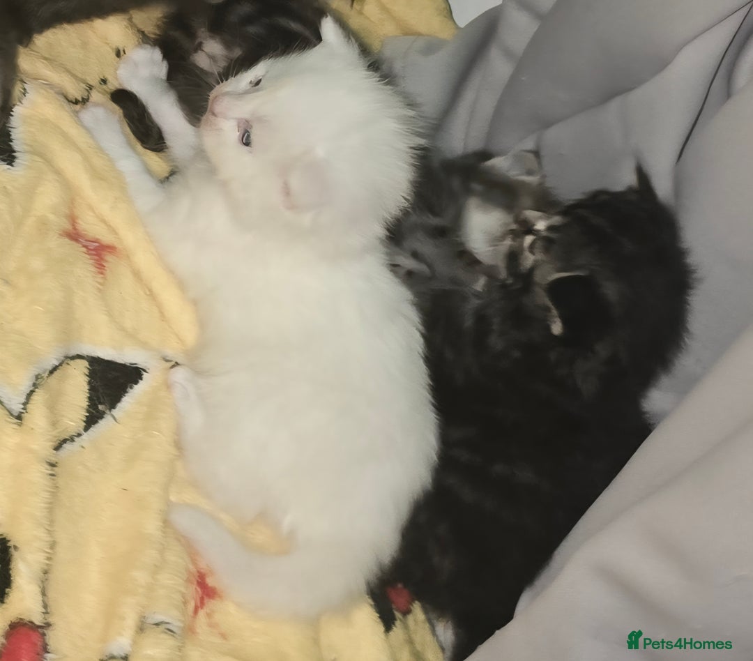 Maine Coon cats for sale: Maincoone  - Image 2