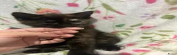 Mixed Breed cats for sale: Kittens in Burton-on-Trent - Advert 9