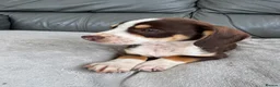Mixed Breed dogs for sale: CHI SPANIEL PUPPIES READY 5th SEP - Advert 5