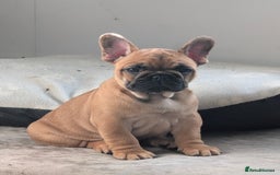 French Bulldog dogs for sale: Stunning Red fawn black & tan KC reg frenchie pups - Image 3