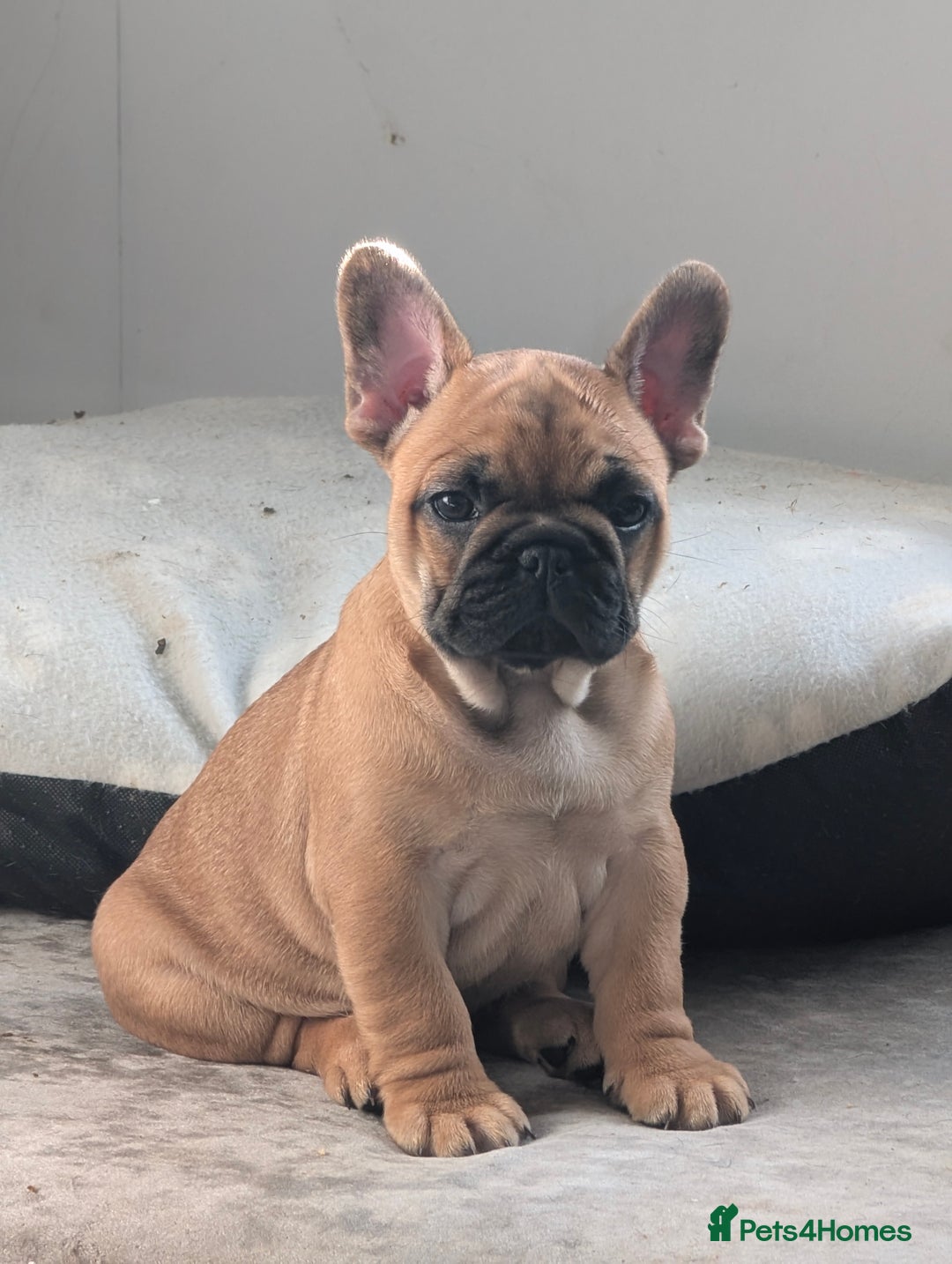 French Bulldog dogs for sale: Stunning Red fawn black & tan KC reg frenchie pups - Image 3
