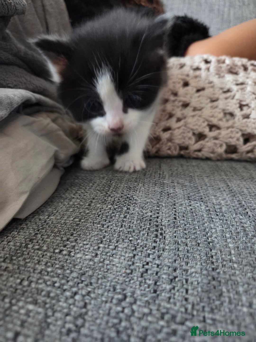 Mixed Breed cats for sale: 5 Fabulous kittens - Advert 12