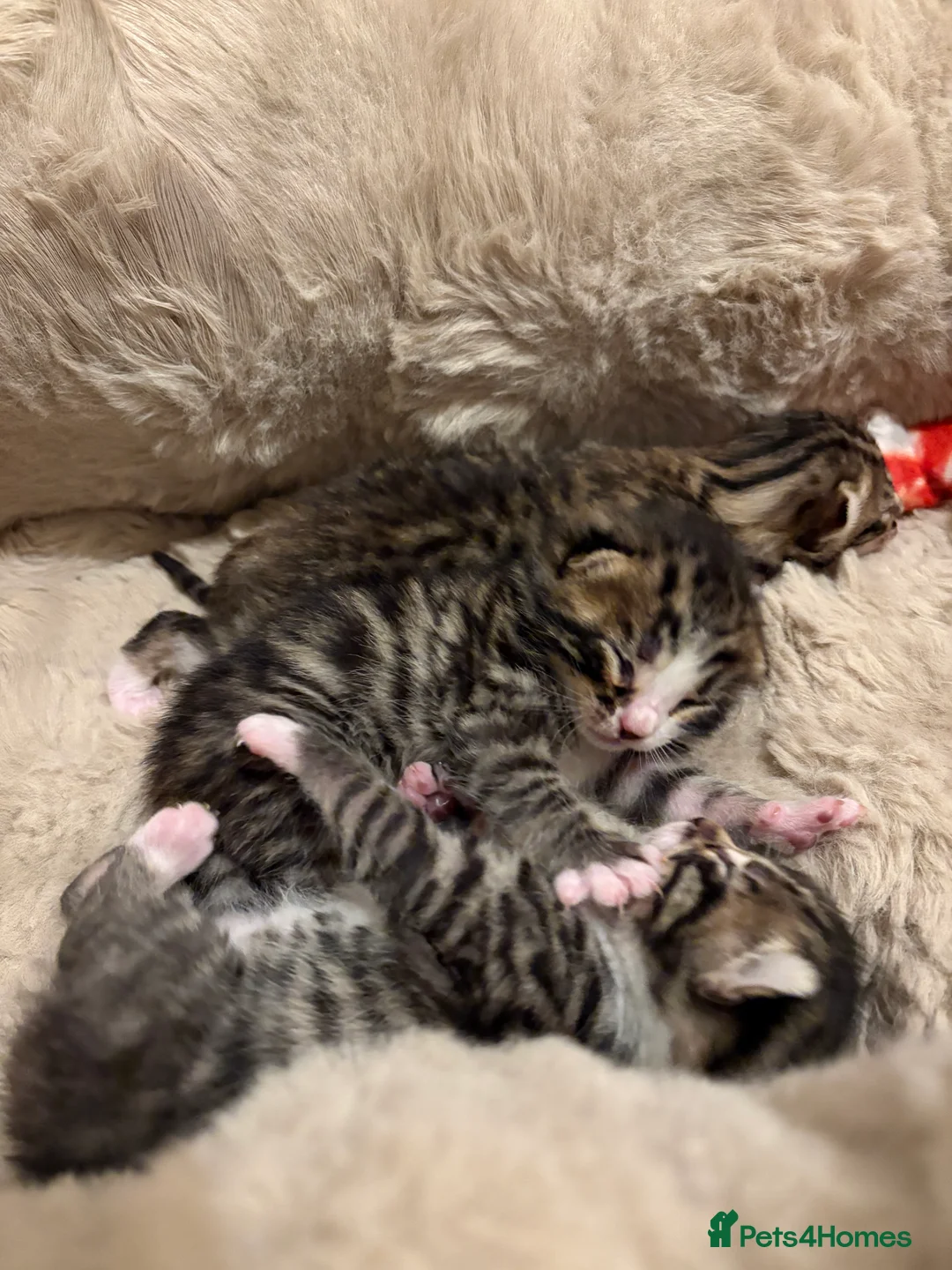 Bengal cats for sale: Bengal kittens  - Advert 5