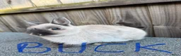 Giant Papillon rabbits for sale: Miniloop , netherland draft and continental cross - Advert 5