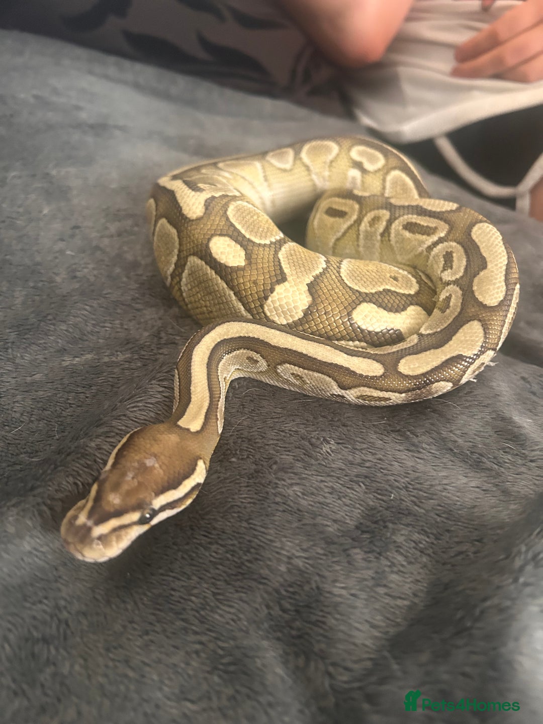 Python Snake reptiles for sale: Male royal python  - Image 2