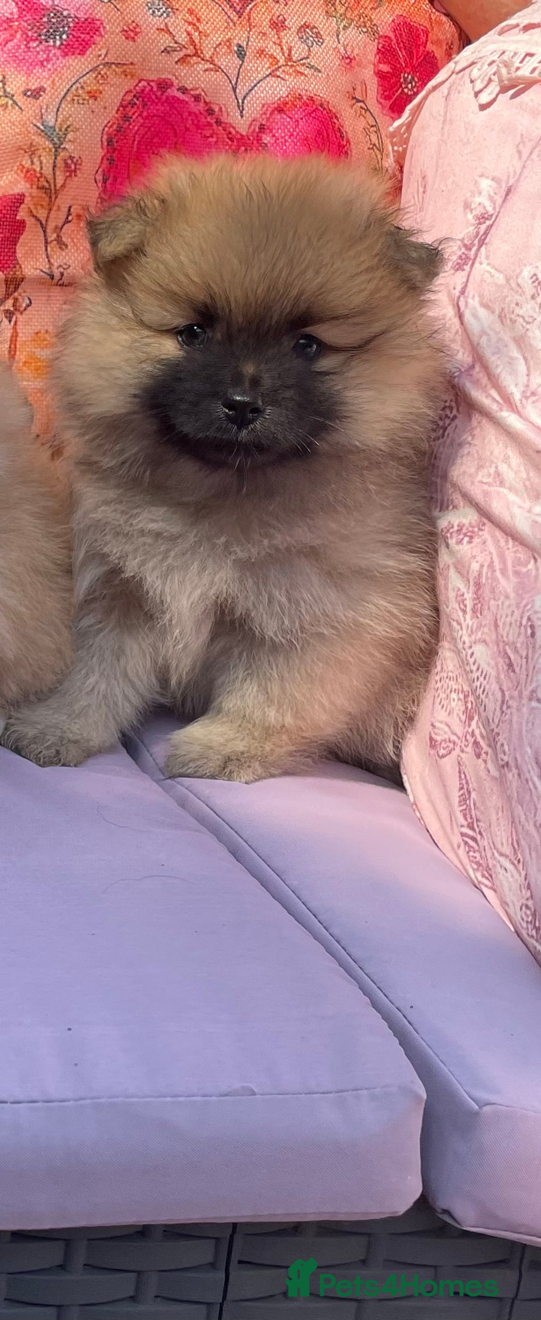 Pomeranian dogs for sale: Beautiful Full Pedigree Pomeranians - Image 5