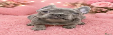 Lilac female