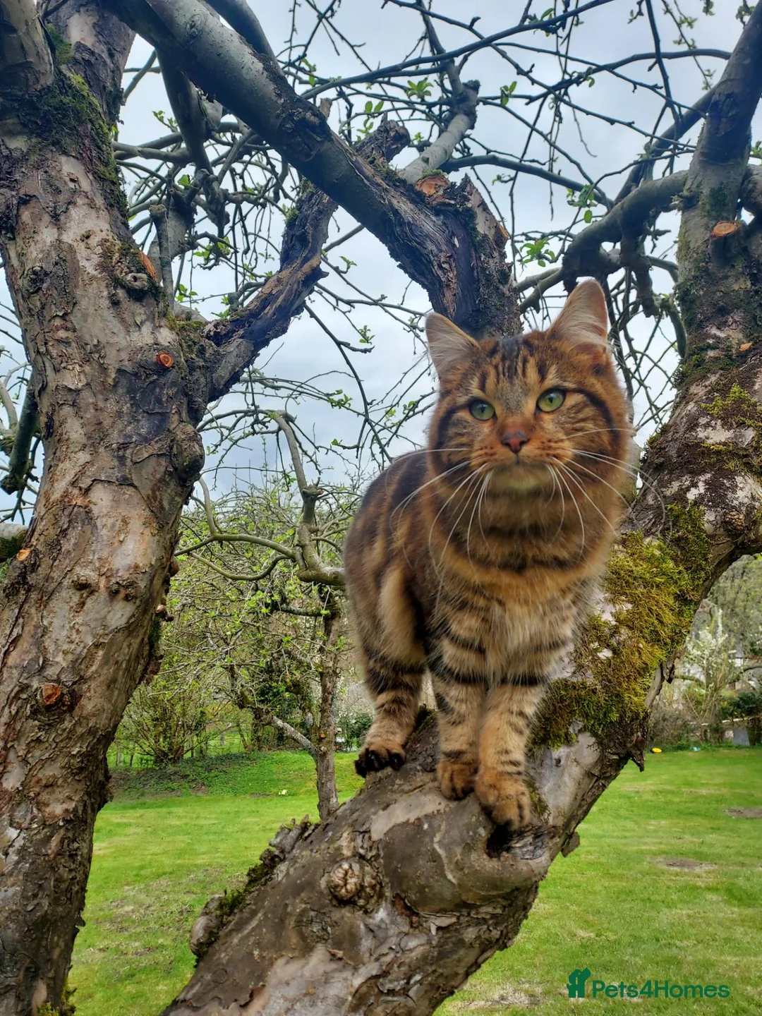 Mixed Breed cats for sale: Norwegian Forest Cross kittens - Advert 2