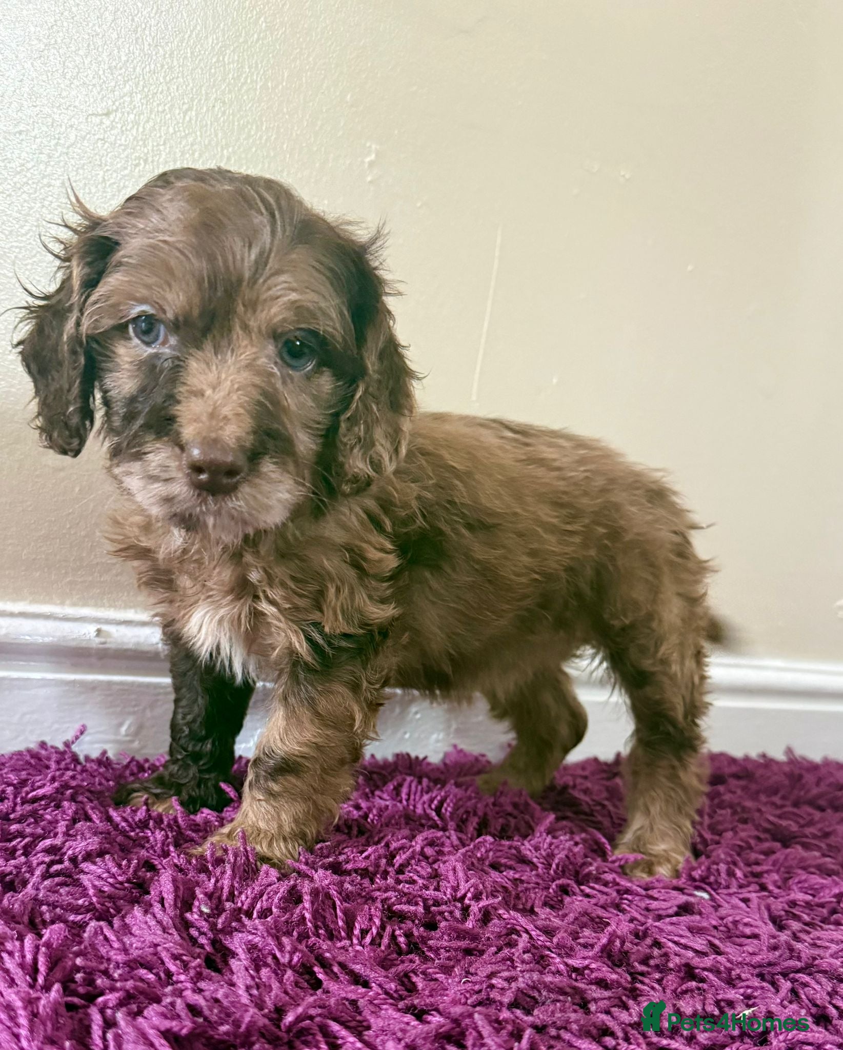 Cockapoo dogs Outstanding puppies  - Advert 5