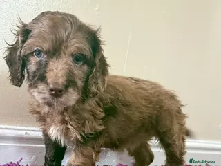 Cockapoo dogs Outstanding puppies - Advert 5