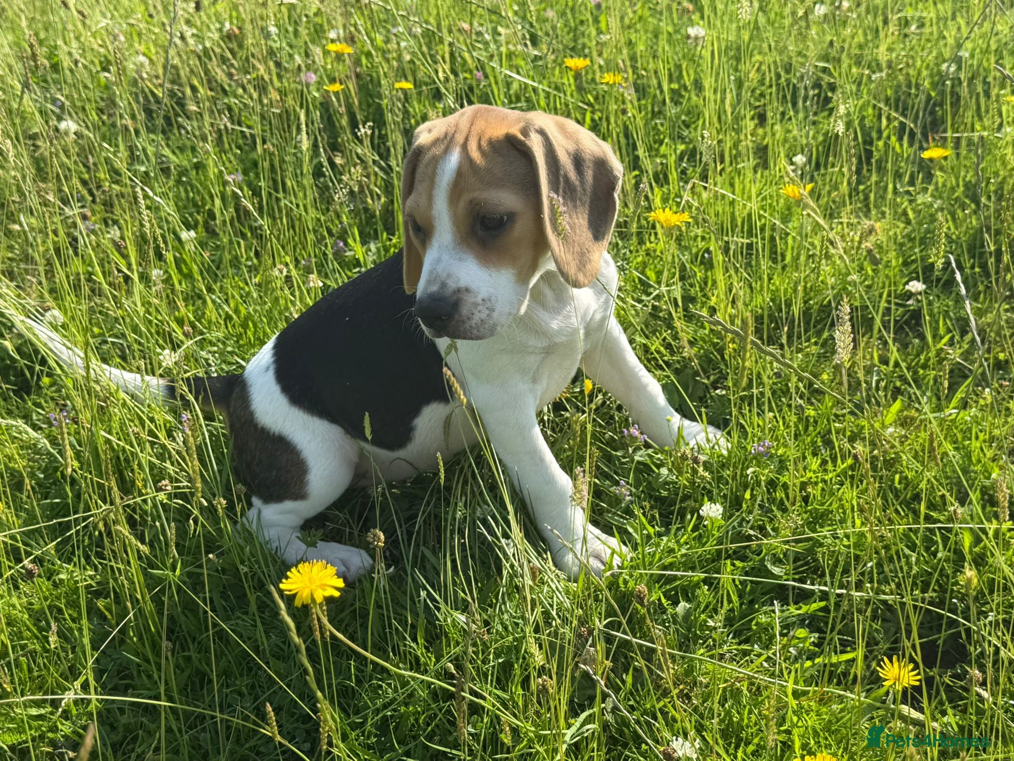 Beagle dogs 6 girl beagle pups waiting for their forever home - Advert 2