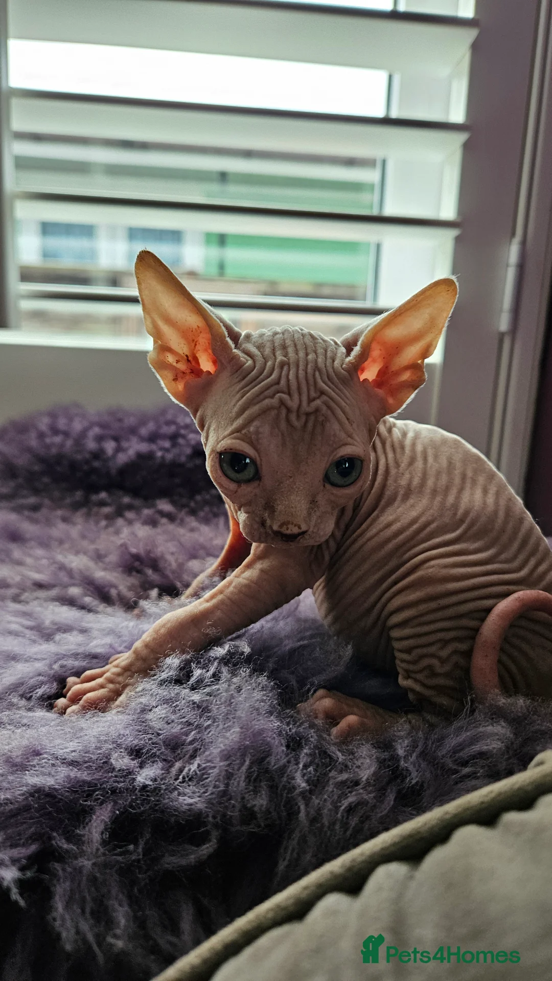 Sphynx cats for sale: Sphynx kittens for sale - Advert 25