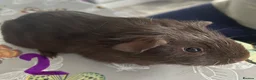 Guinea Pig rodents for sale: BONDED BABIES 2 SOWS AND 2 BOARS £50 a pair - Advert 4