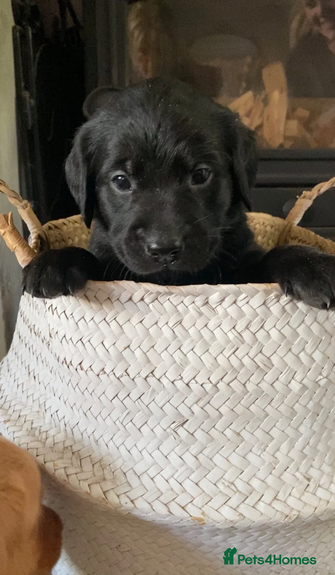 Goldador dogs for sale: Goldador puppies in Bishop Auckland - Advert 2