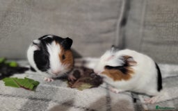 Guinea Pig rodents for sale: 3 boys and 1 girl ready now - Image 2