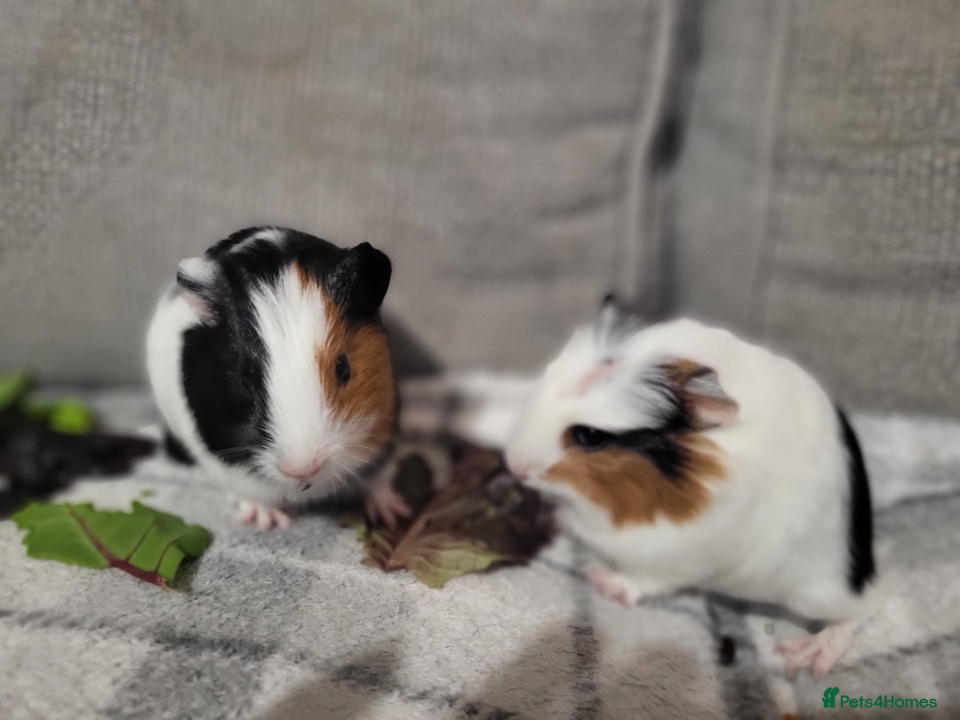 Guinea Pig rodents for sale: 3 boys and 1 girl ready now - Image 2