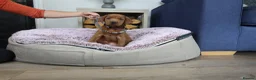Labrador Retriever dogs for sale: DARK RED KC LABRADOR PUPPIES - LICENSED BREEDER  - Advert 14