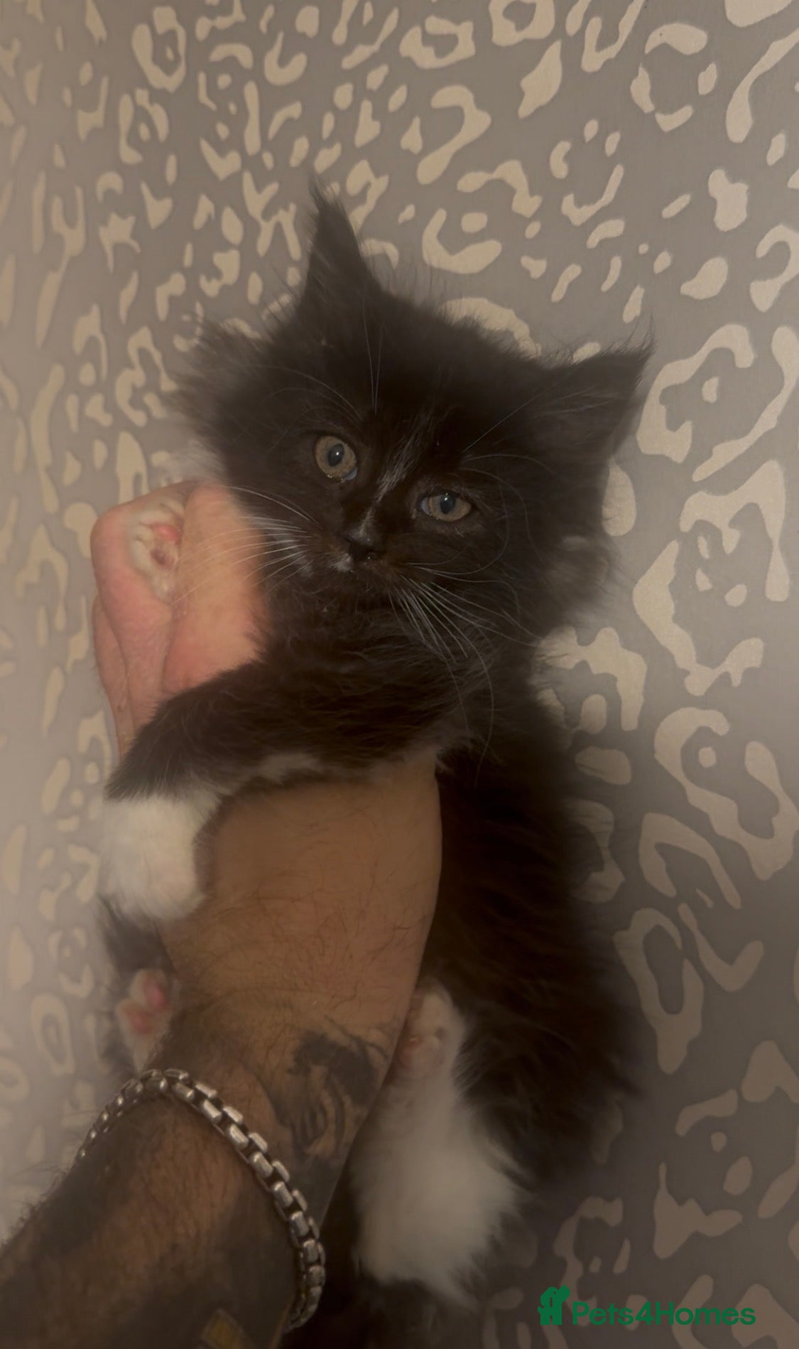 Maine Coon cats READY NOW XXL GCCF REG - Advert 1