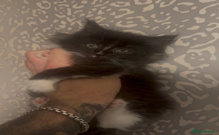 Maine Coon cats XXL READY 14th DECEMBER  - Advert 13