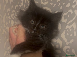 Maine Coon cats XXL READY 14th DECEMBER - Advert 17