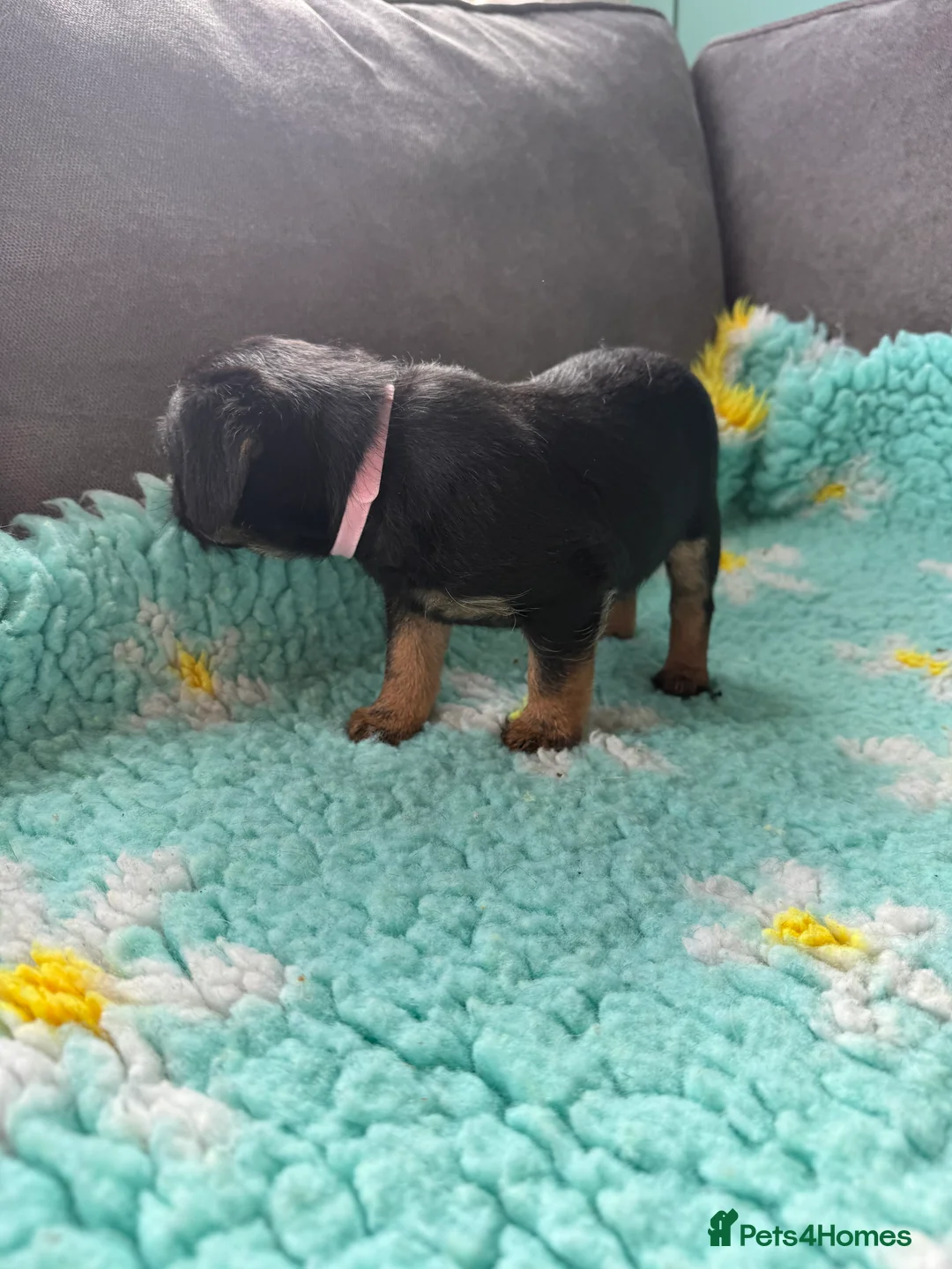 Border Terrier dogs for sale: Border Terriers 4 girls 3 boys  - Advert 13