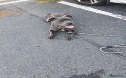 Staffordshire Bull Terrier dogs for sale: Tyrion  - Image 3