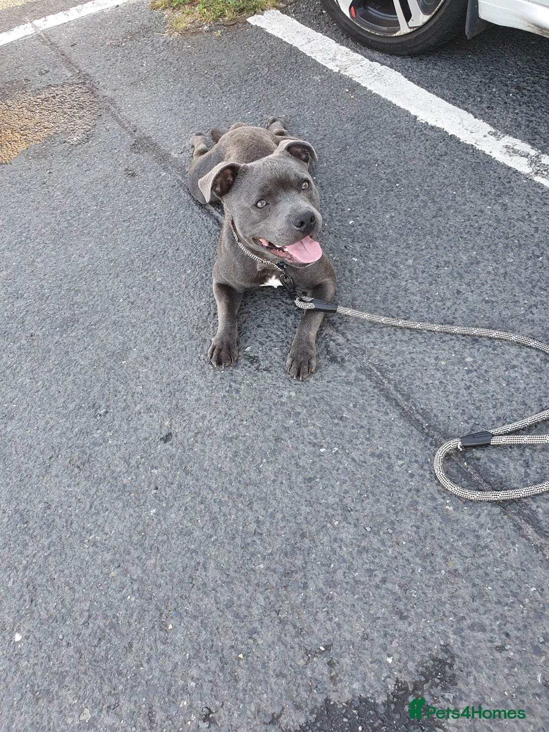 Staffordshire Bull Terrier dogs for sale: Tyrion  - Image 3