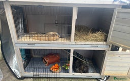 Guinea Pig rodents for sale: 4 Guinea pigs, hutches and accessories  - Image 4