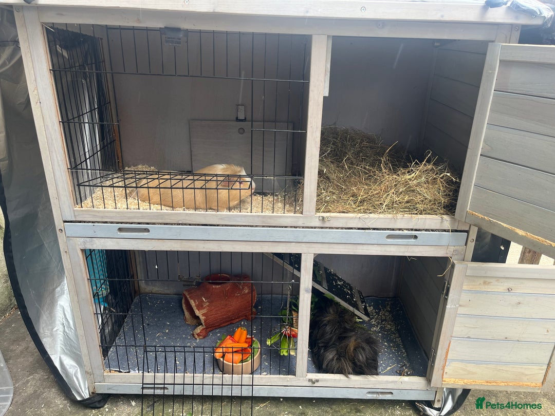 Guinea Pig rodents for sale: 4 Guinea pigs, hutches and accessories  - Image 4