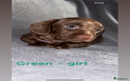 Miniature Dachshund dogs for sale: One male left. LAST PUP Miniature dachshund!  - Image 14